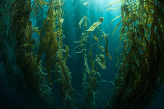 Seaweed Skin and Haircare